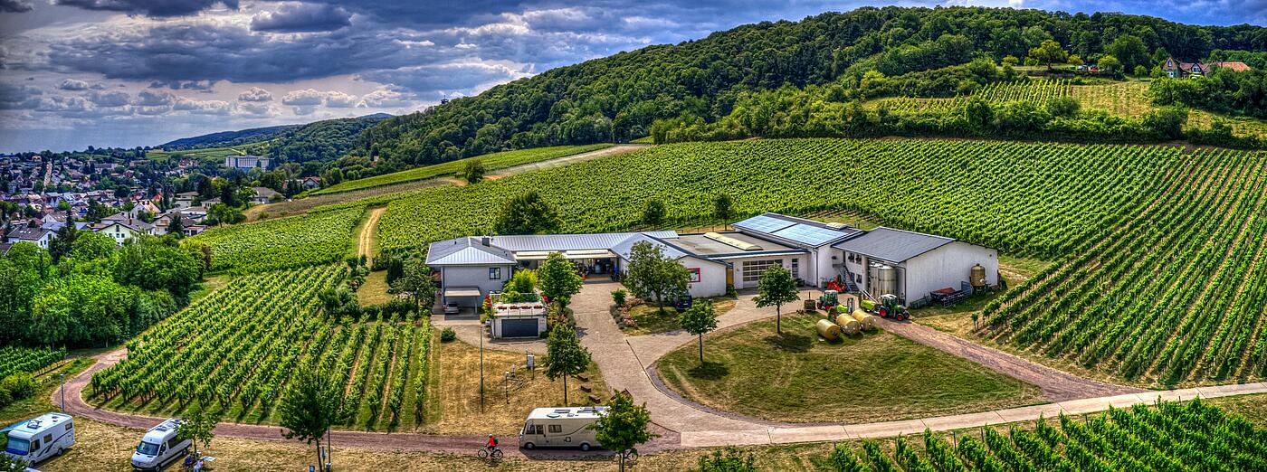 Das Weingut Hitziger eingebettet im Wingert in Bad Bergzabern