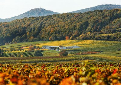 WeingutHerbst