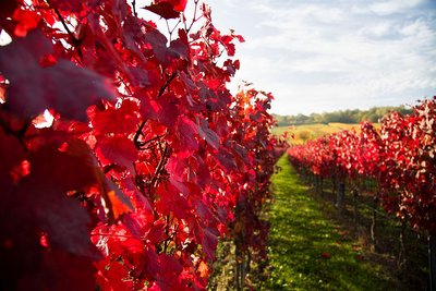 Pfalz-herbstlich-2012_049