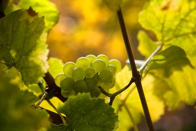 Pfalz-herbstlich-2012_042