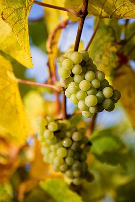 Pfalz-herbstlich-2012_043